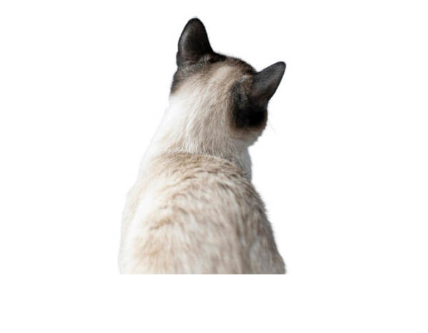ARB del gatto: riconoscerli il prima possibile