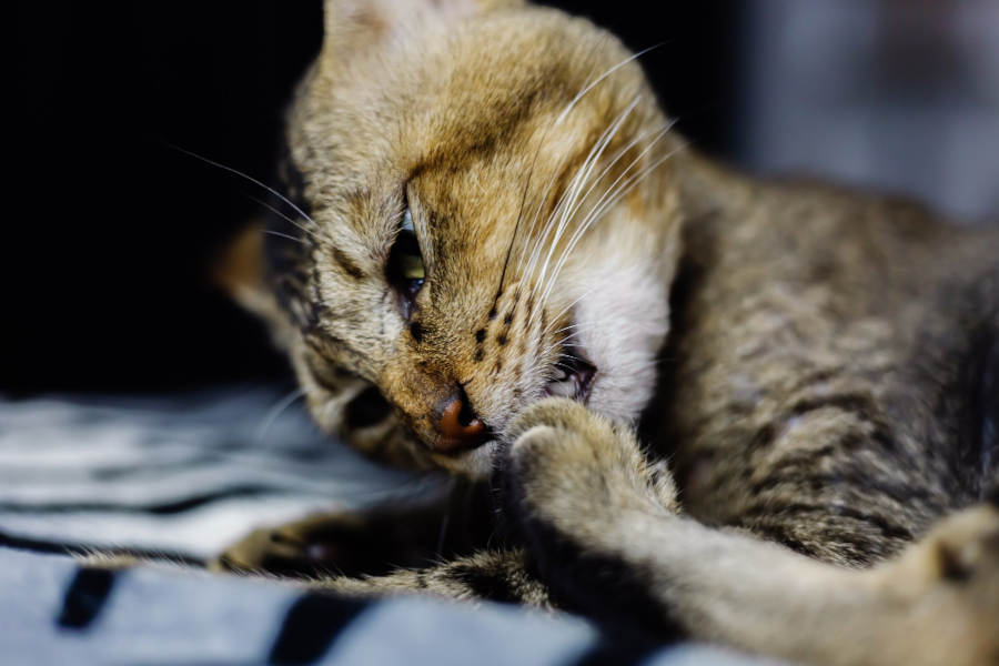 biting arb