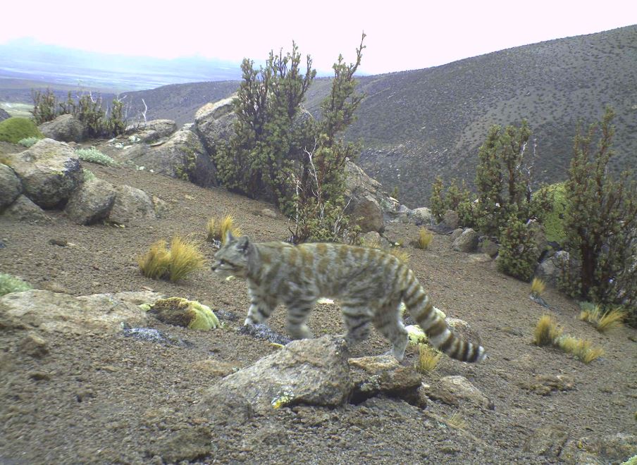 gatto-andino-argentina