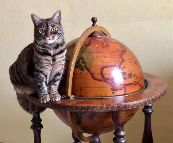 La Memoria del Gatto