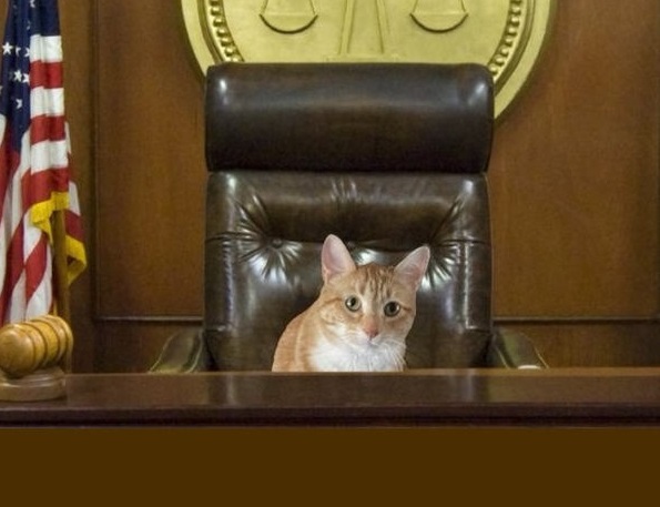 Consulenza Legale per gli Animali