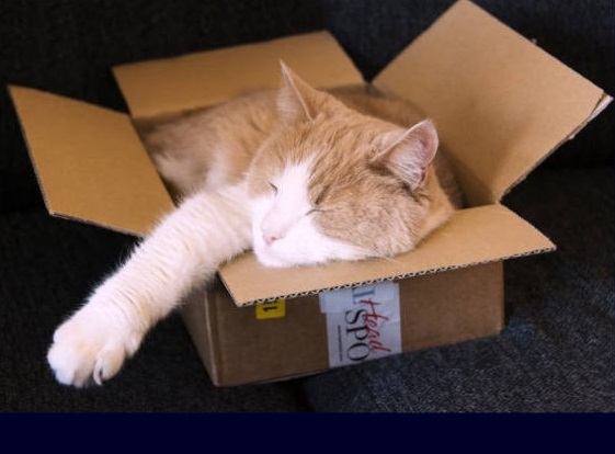 I Gatti adorano le scatole
