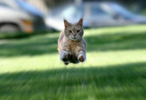 Le quattro risposte allo stress nel Gatto