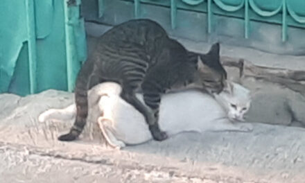 Gatto Castrato e Istinto di Monta