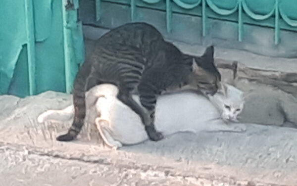 Gatto Castrato e Istinto di Monta