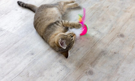 Benessere del Gatto di Casa