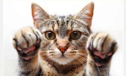 5 Motivi per non prendere un gatto